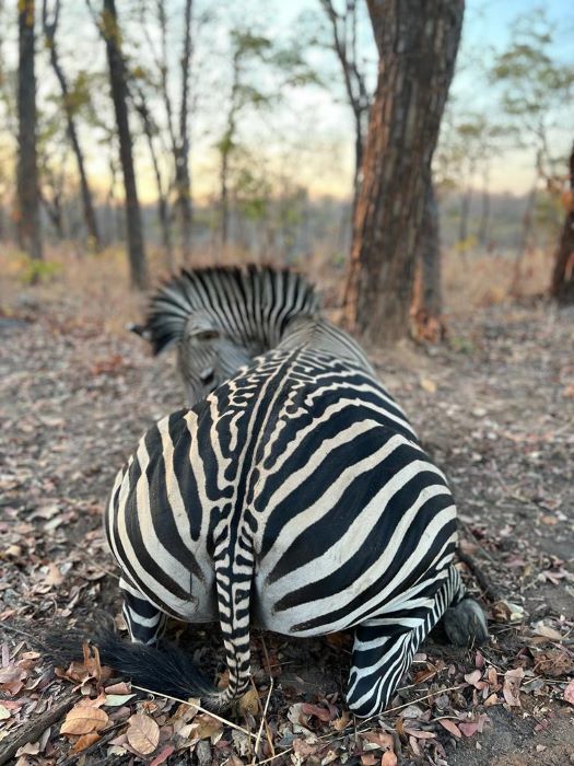 Leopard Hunting in Namibia & Brown Hyena Cancelation Hunt