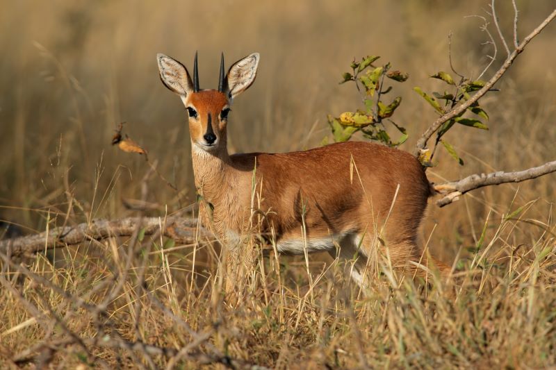 Leopard Hunting in Namibia & Brown Hyena Cancelation Hunt