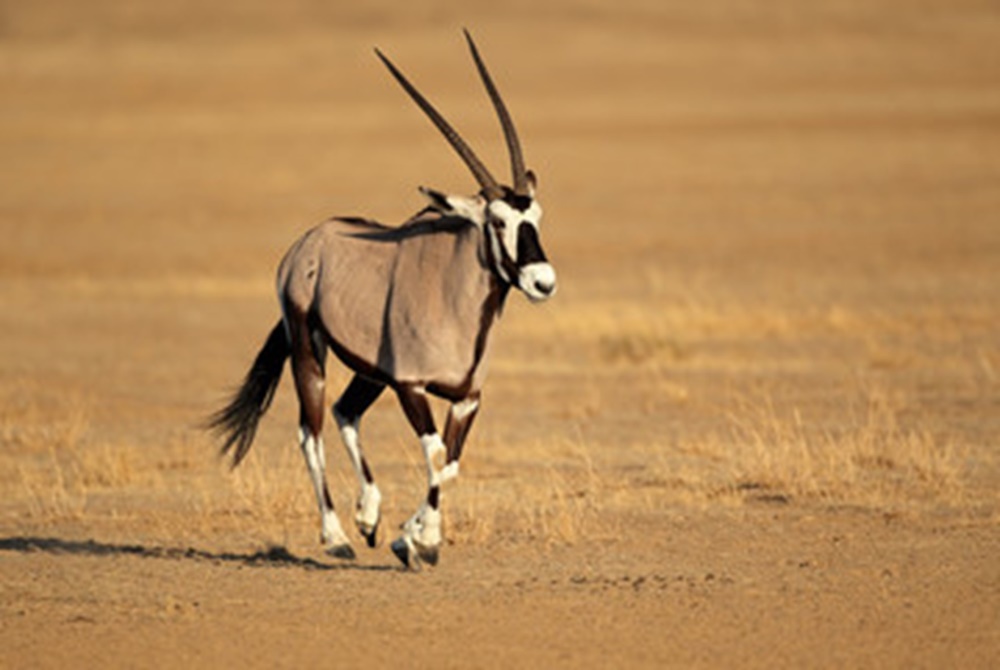 Leopard Hunting in Namibia & Brown Hyena Cancelation Hunt