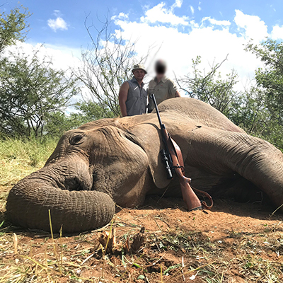 Elephant Hunting in Zimbabwe, Tuskless Giants in Zambezi Valley