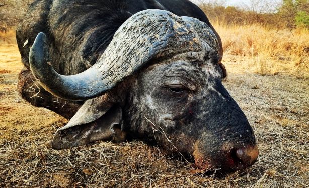 Leopard Hunting in Namibia & Brown Hyena Cancelation Hunt
