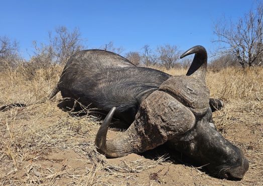Leopard Hunting in Namibia & Brown Hyena Cancelation Hunt