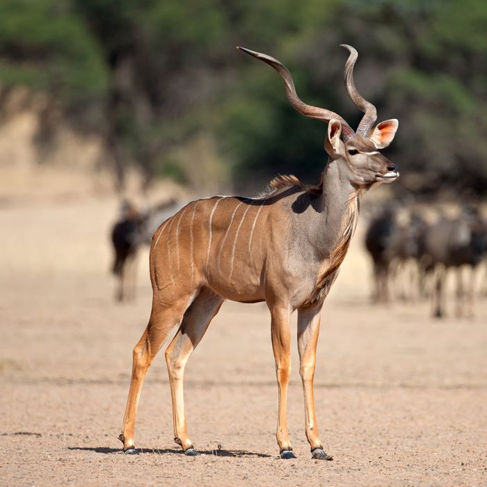 10 Days Kudu hunting bonanza and more for 2 Hunters in SA