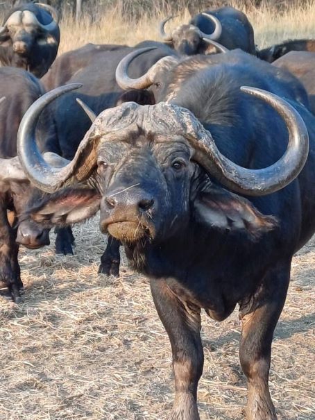 Leopard Hunting in Namibia & Brown Hyena Cancelation Hunt