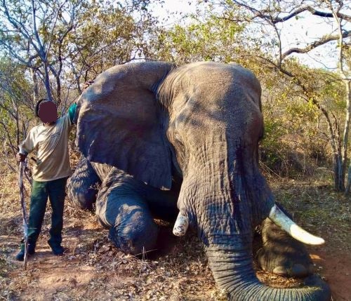 Leopard Hunting in Namibia & Brown Hyena Cancelation Hunt
