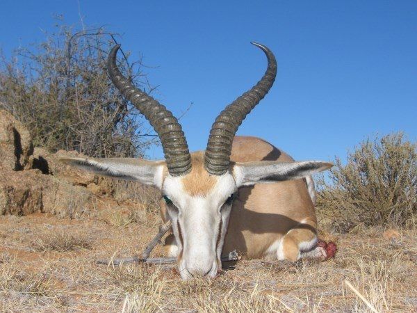 Leopard Hunting in Namibia & Brown Hyena Cancelation Hunt