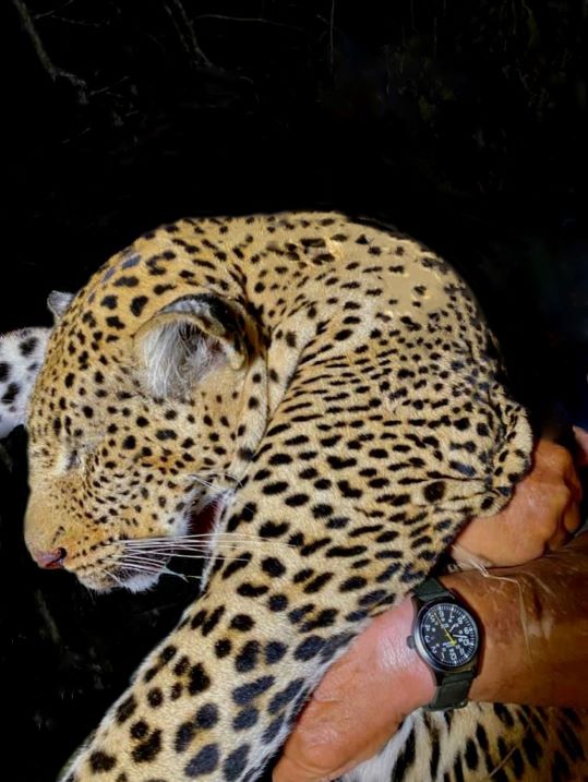 Leopard Hunting Safari x 12 Days in Namibia