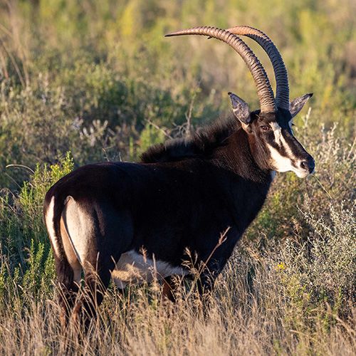 Leopard Hunting in Namibia & Brown Hyena Cancelation Hunt