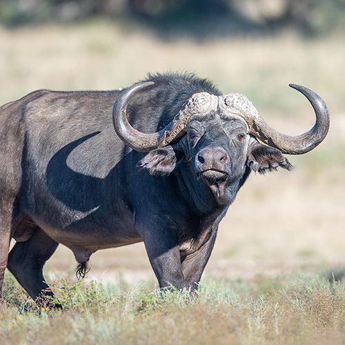Leopard Hunting in Namibia & Brown Hyena Cancelation Hunt
