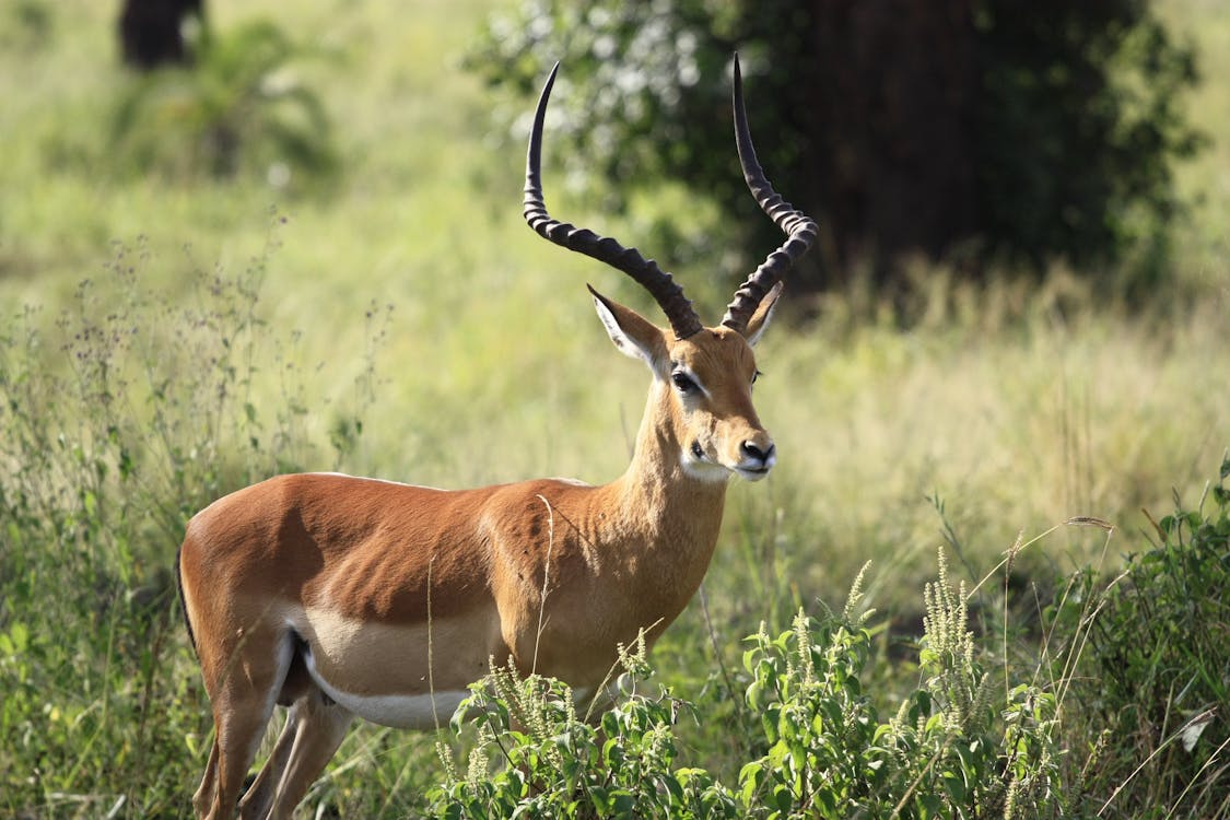 Leopard Hunting in Namibia & Brown Hyena Cancelation Hunt