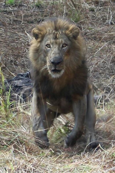 Leopard Hunting in Namibia & Brown Hyena Cancelation Hunt