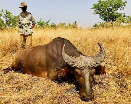 Leopard Hunting in Namibia & Brown Hyena Cancelation Hunt