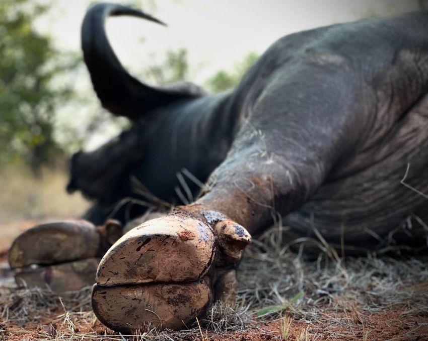Leopard Hunting in Namibia & Brown Hyena Cancelation Hunt