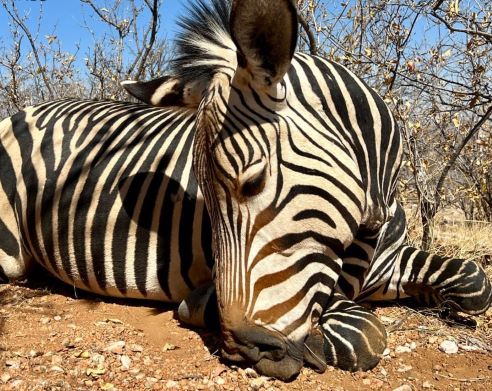 Leopard Hunting in Namibia & Brown Hyena Cancelation Hunt