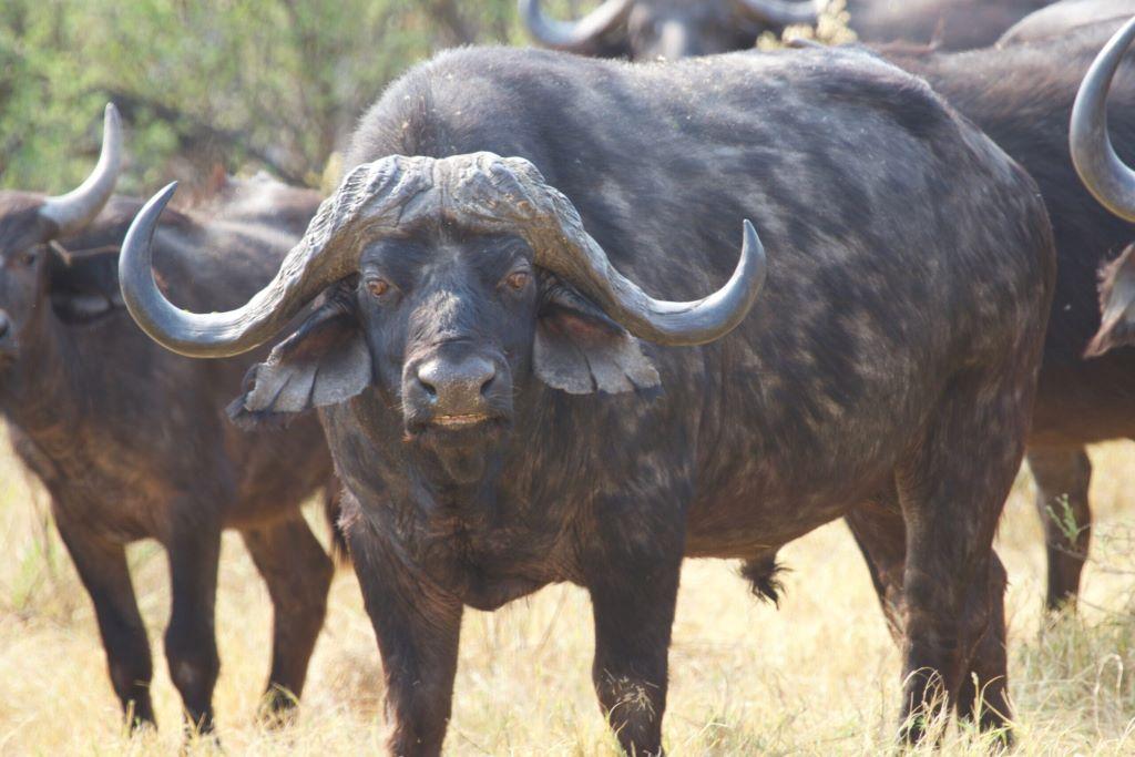 Leopard Hunting in Namibia & Brown Hyena Cancelation Hunt