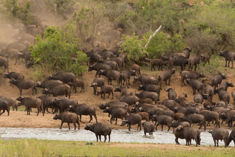 Leopard Hunting in Namibia & Brown Hyena Cancelation Hunt