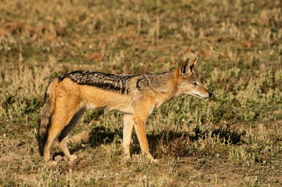 Leopard Hunting in Namibia & Brown Hyena Cancelation Hunt