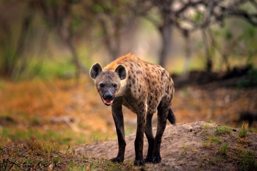 Leopard Hunting in Namibia & Brown Hyena Cancelation Hunt
