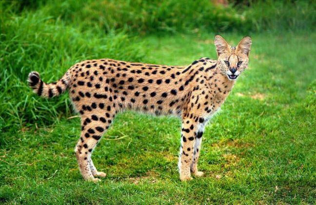 Leopard Hunting in Namibia & Brown Hyena Cancelation Hunt