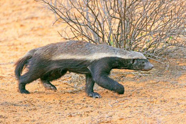 Leopard Hunting in Namibia & Brown Hyena Cancelation Hunt