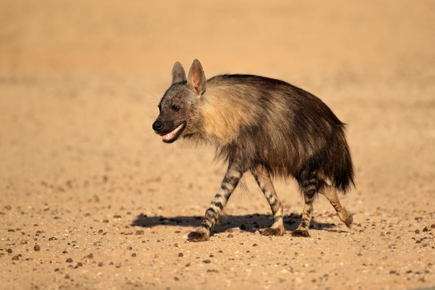 Leopard Hunting in Namibia & Brown Hyena Cancelation Hunt
