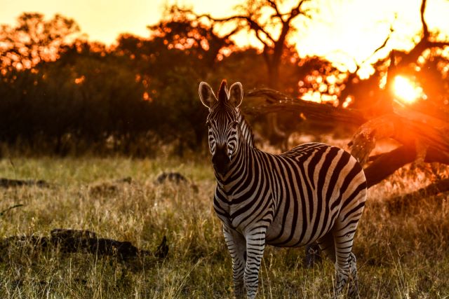 Leopard Hunting in Namibia & Brown Hyena Cancelation Hunt