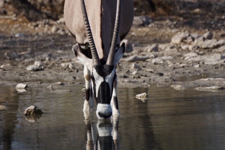 Leopard Hunting in Namibia & Brown Hyena Cancelation Hunt
