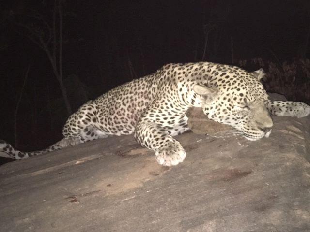 Leopard Hunting in Namibia & Brown Hyena Cancelation Hunt