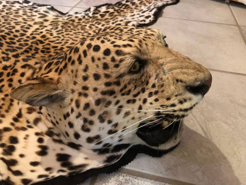 Leopard Hunting in Namibia & Brown Hyena Cancelation Hunt