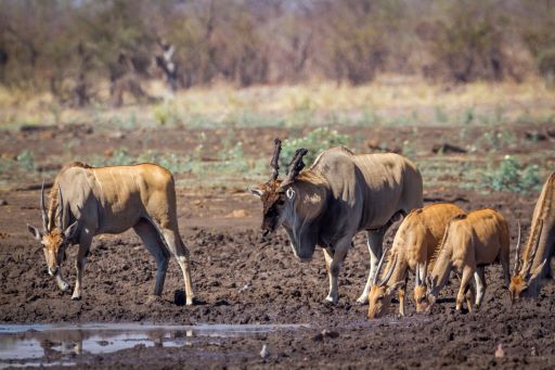 Leopard Hunting in Namibia & Brown Hyena Cancelation Hunt