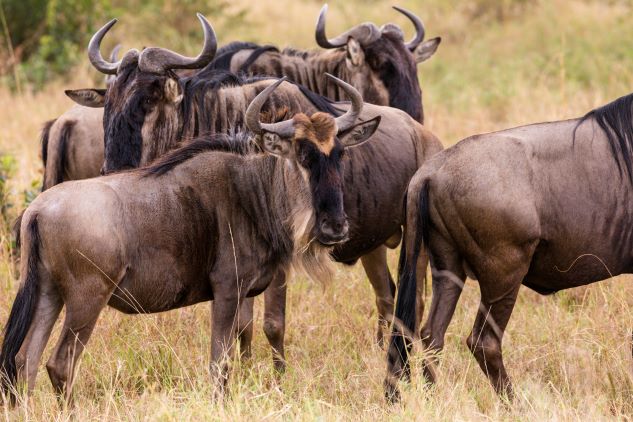 Leopard Hunting in Namibia & Brown Hyena Cancelation Hunt