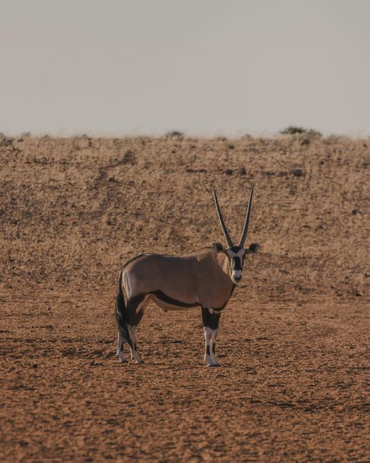 Leopard Hunting in Namibia & Brown Hyena Cancelation Hunt