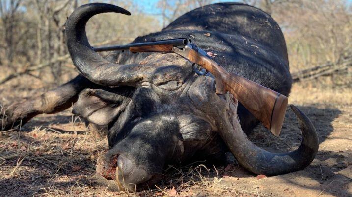 African Cape Buffalo Hunt 5 Nights in Limpopo Lowveld SA