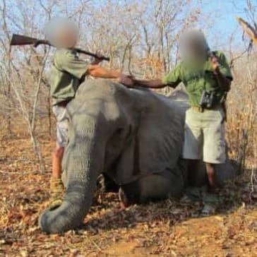 Leopard Hunting in Namibia & Brown Hyena Cancelation Hunt