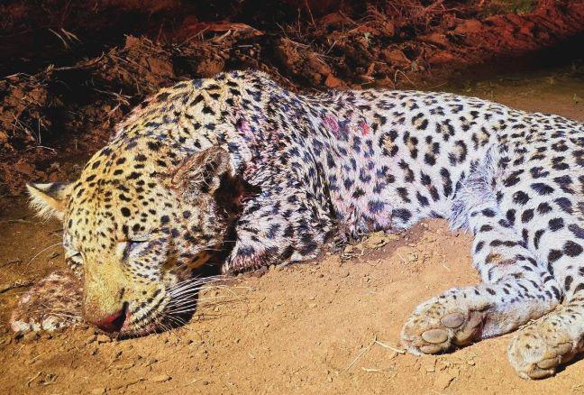 Leopard Hunting in Namibia & Brown Hyena Cancelation Hunt