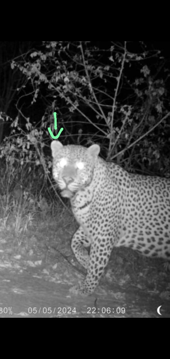 Leopard Hunting in Namibia & Brown Hyena Cancelation Hunt