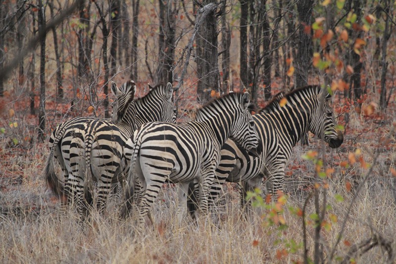 Leopard Hunting in Namibia & Brown Hyena Cancelation Hunt
