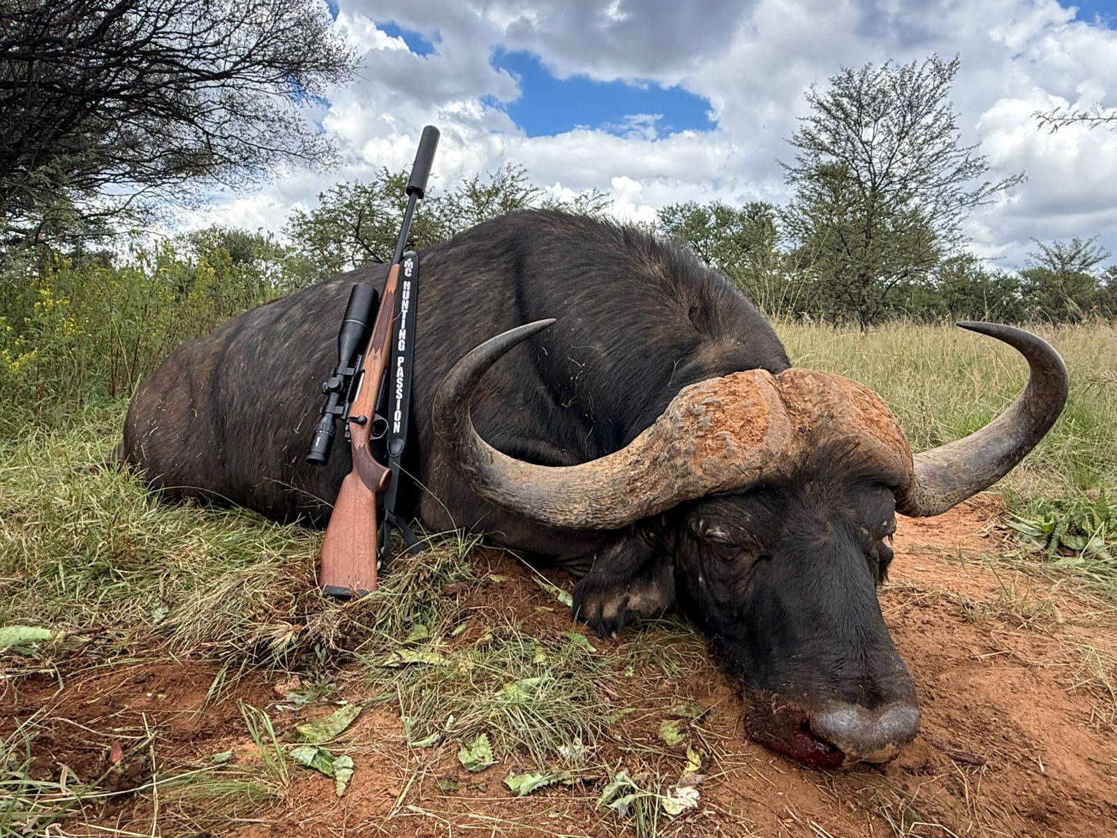 Lion Hunting in Zimbabwe, Plus Cape Buffalo in Hammond