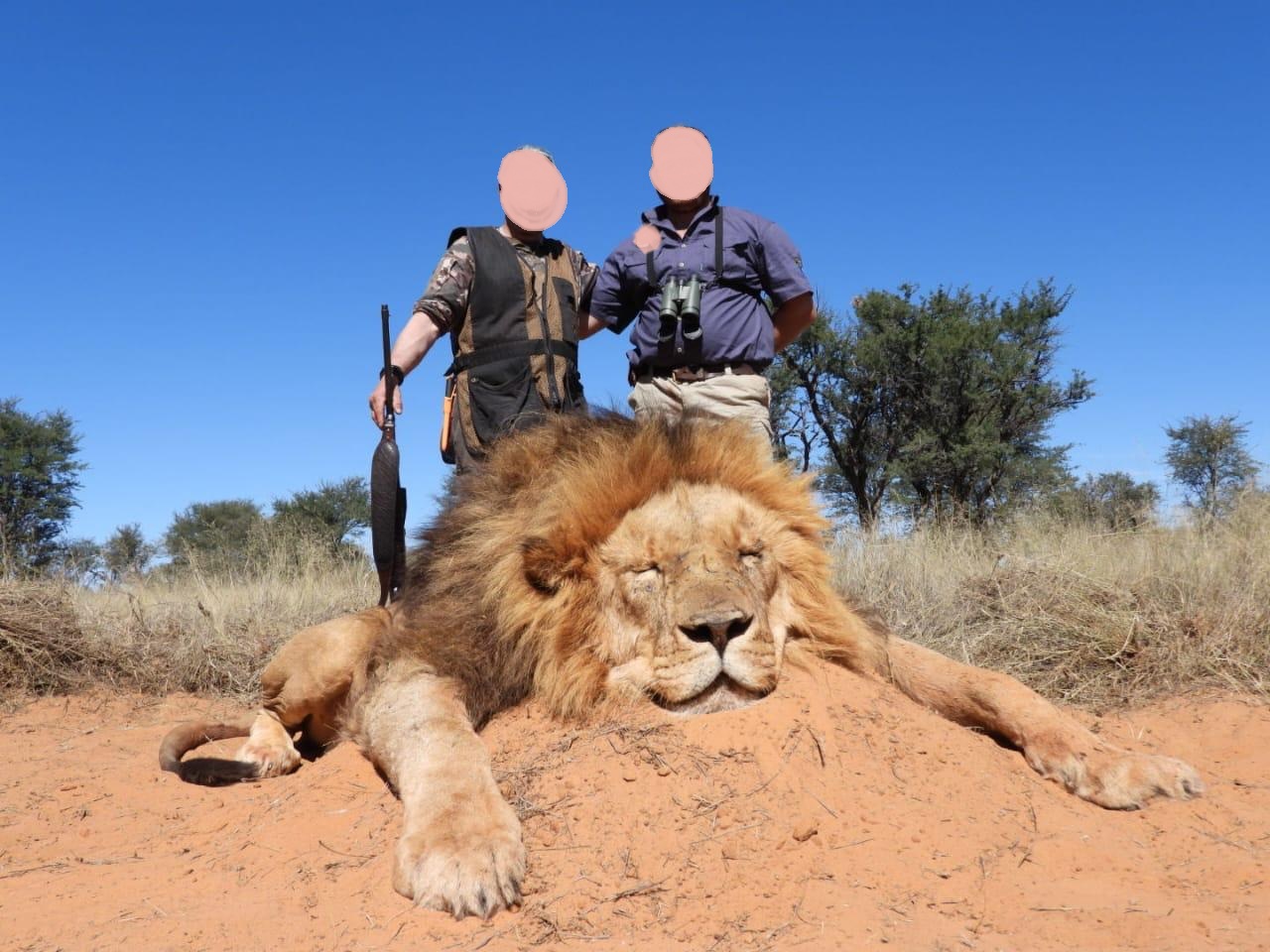 Lion Hunting in Zimbabwe: Epic, Thrilling & Highly Dangerous