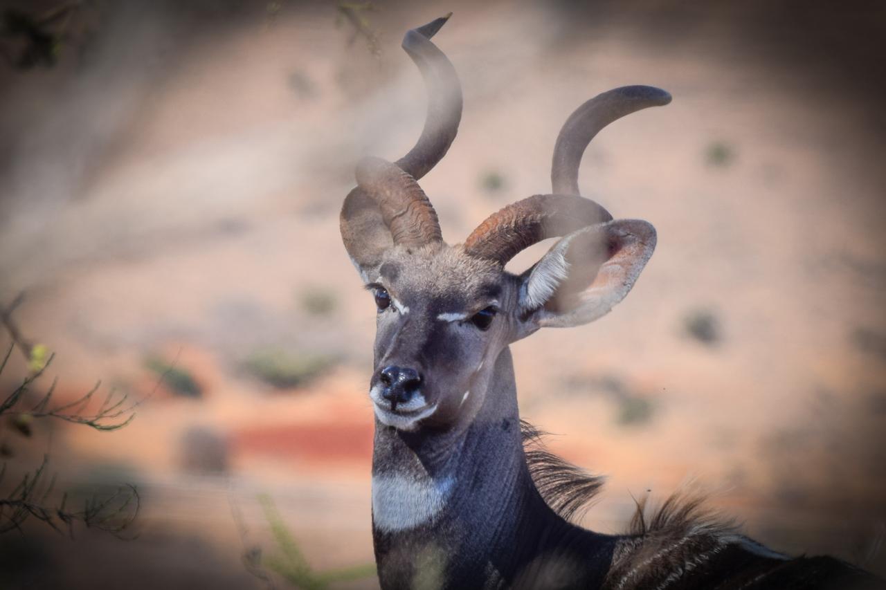 Leopard Hunting in Namibia & Brown Hyena Cancelation Hunt