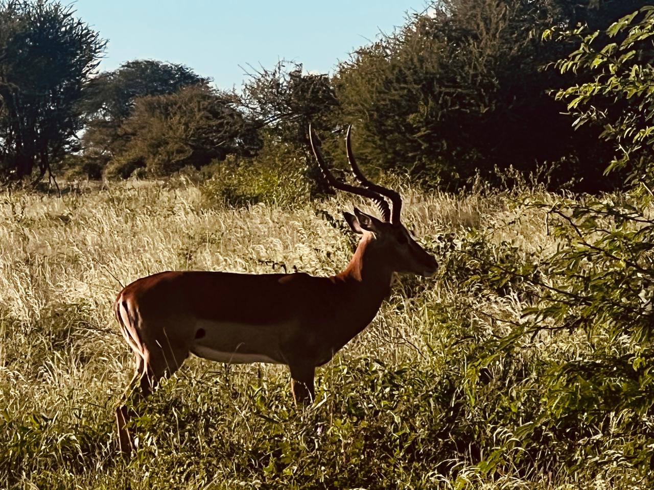 Leopard Hunting in Namibia & Brown Hyena Cancelation Hunt