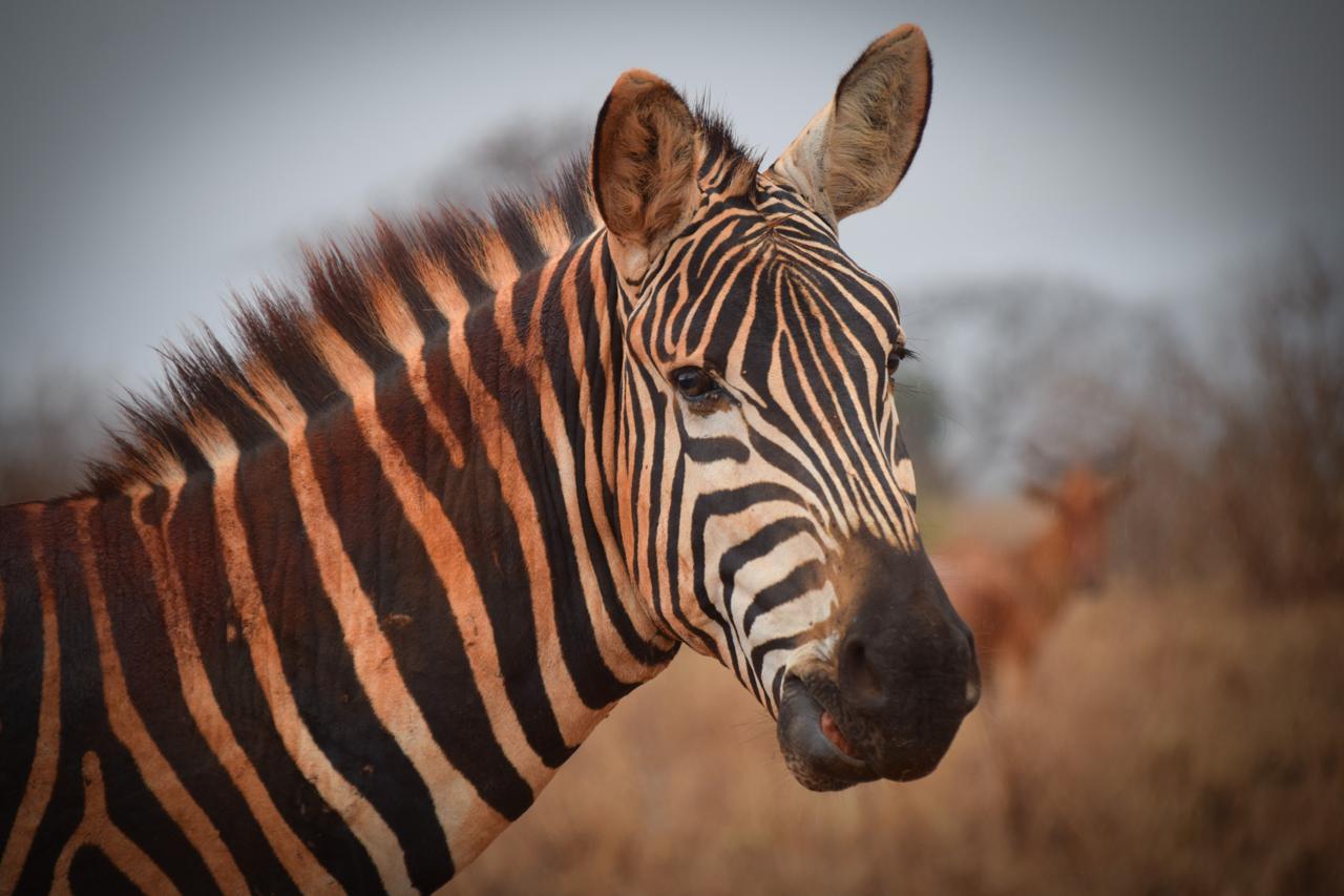 Leopard Hunting in Namibia & Brown Hyena Cancelation Hunt