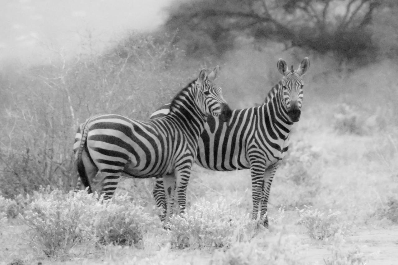 Leopard Hunting in Namibia & Brown Hyena Cancelation Hunt