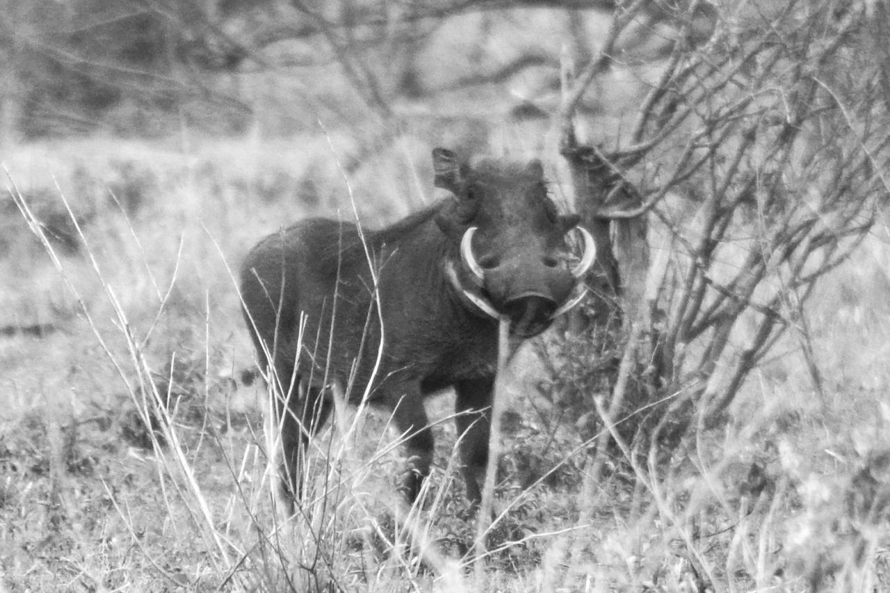 Leopard Hunting in Namibia & Brown Hyena Cancelation Hunt