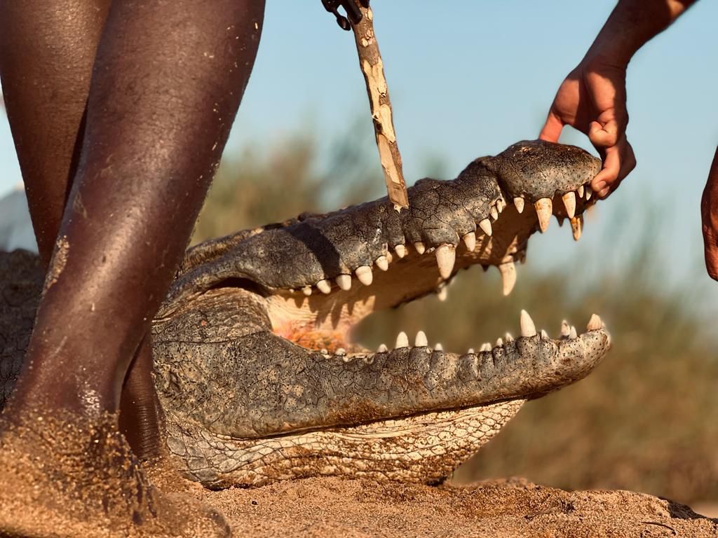 Leopard Hunting in Namibia & Brown Hyena Cancelation Hunt