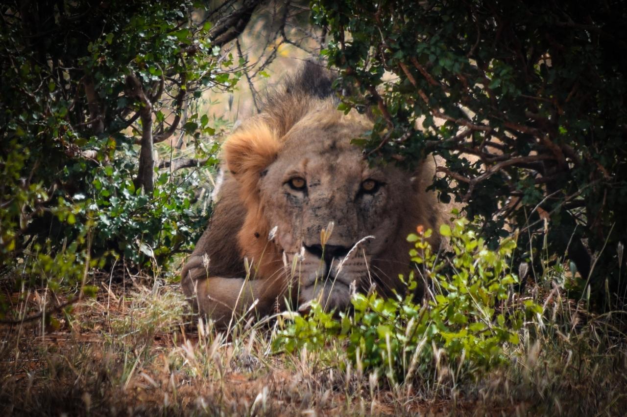 Leopard Hunting in Namibia & Brown Hyena Cancelation Hunt