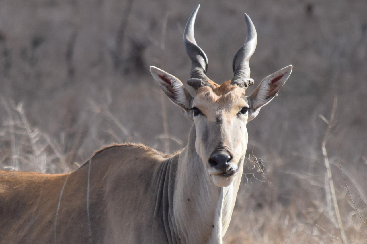 Leopard Hunting in Namibia & Brown Hyena Cancelation Hunt