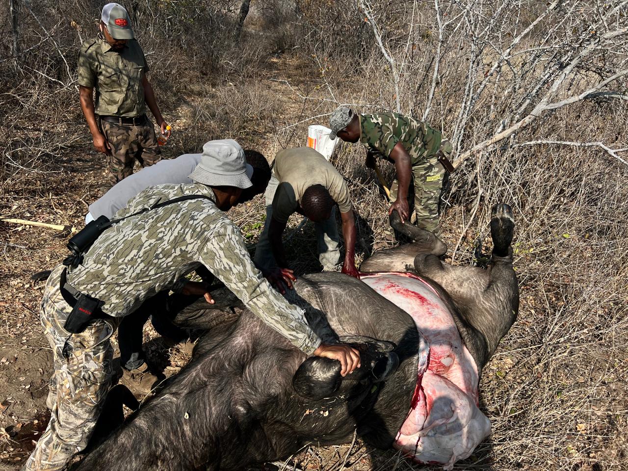 Leopard Hunting in Namibia & Brown Hyena Cancelation Hunt