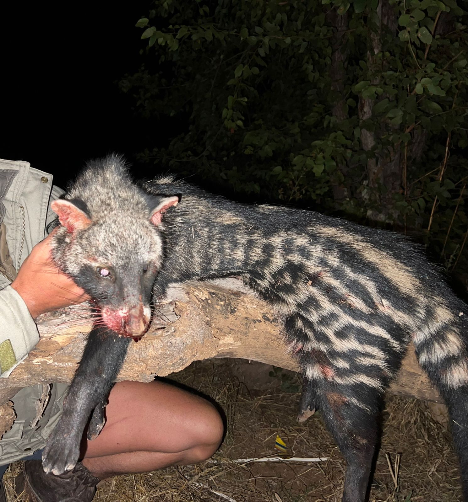 Leopard Hunting in Namibia & Brown Hyena Cancelation Hunt