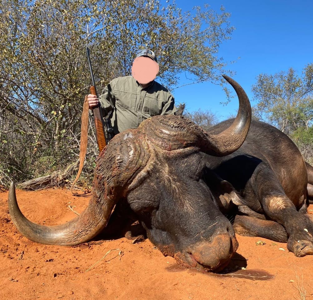 Cape Buffalo Hunt in Limpopo, South Africa